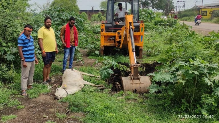 गौ सेवको ने किया गौ माता का अंतिम संस्कार