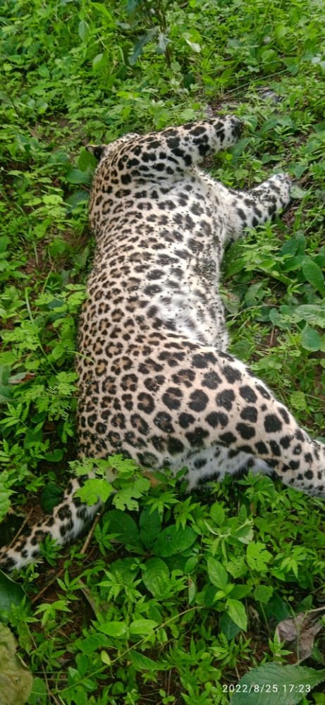 sher01