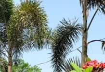 धमतरी की स्वच्छता क्रांति : 579 से छलांग लगाकर टॉप 100 में शामिल, पहली बार मिला 3 स्टार गौरव