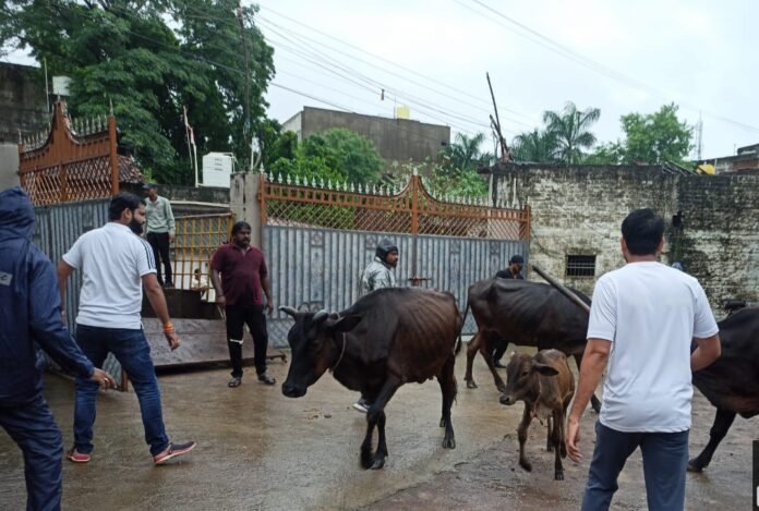 dharpakad