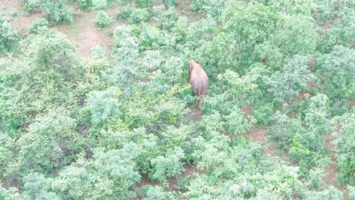 elephent in kurmatari