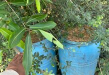 धमतरी में आबकारी विभाग की बड़ी कार्रवाई 110 लीटर अवैध महुआ शराब व 2500 किलो महुआ लाहन जब्त