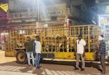 नगर निगम की आवारा पशु धरपकड़ अभियान जारी, 12 मवेशी पकड़े गए