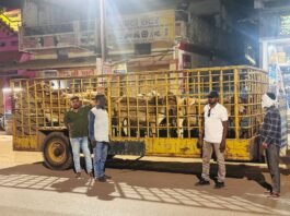 नगर निगम की आवारा पशु धरपकड़ अभियान जारी, 12 मवेशी पकड़े गए