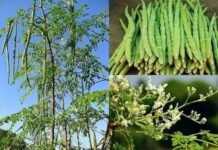 कुरूद कृषि महाविद्यालय में मोरिंगा आधारित परियोजना स्वीकृत