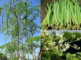 कुरूद कृषि महाविद्यालय में मोरिंगा आधारित परियोजना स्वीकृत