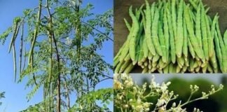 कुरूद कृषि महाविद्यालय में मोरिंगा आधारित परियोजना स्वीकृत