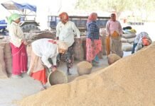 होली से पहले किसानों को राहत: धान अंतर राशि के रूप में मिलेंगे 10 हजार करोड़ रुपए