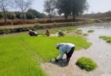 धान के साथ वैकल्पिक फसलों की ओर बढ़ते धमतरी के किसान, रागी की खेती में बढ़ी भागीदारी