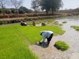 धान के साथ वैकल्पिक फसलों की ओर बढ़ते धमतरी के किसान, रागी की खेती में बढ़ी भागीदारी