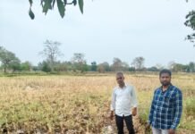 ओलावृष्टि व असामयिक वर्षा से फसल क्षति: 72 घंटे में सूचना देकर लें बीमा लाभ