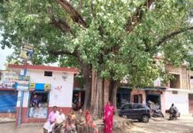 200 वर्षों से ग्रामीणों के सुख-दुख का साथी बना है धमतरी का यह ऐतिहासिक पीपल पेड़
