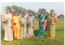 धमतरी मॉडल बना देश के लिए प्रेरणा: औषधीय खेती से महिलाओं की आर्थिक क्रांति