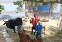 75 वर्ष की उम्र, युवा सा जज़्बा: वैज्ञानिक पशुपालन से मिसाल बने ग्राम सिलघट के श्री धनऊ (भजनाहा) सोनकर