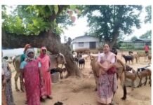 छिपली की दीदियों का कमाल, बकरी पालन से बढ़ी आय और मजबूत हुआ आत्मविश्वास बकरी पालन से लेकर मिनी राइस मिल तक, छिपली की महिलाओं ने खड़ी की बहुआयामी आजीविका