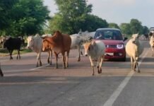 आवारा मवेशियों को पकड़ने विशेष अभियान चलेगा