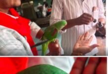 बीमार तोते को मिला समय पर इलाज, पशु चिकित्सालय कुरूद में बची नन्ही जान