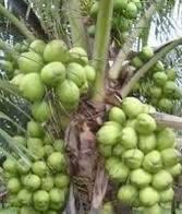 nariyal