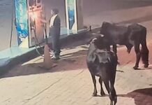 पेट्रोल पंप में आग लगाने की कोशिश, दो बाइक फूंकीं नोजल में माचिस लगाने का प्रयास पेट्रोल पंप में आगजनी की घटना सीसीटीवी में कैद
