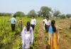 मखाना उत्पादन को बढ़ावा देने निर्माणाधीन डबरियों का सीईओ जिला पंचायत ने किया निरीक्षण