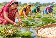 सेवा संकल्प अभियान: धमतरी में मखाना की खेती से किसानों की आय बढ़ाने की नई पहल